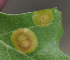 Polystepha pustuloides