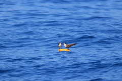 Onychoprion anaethetus