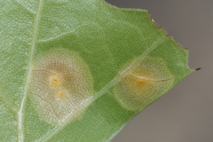 Polystepha pustuloides