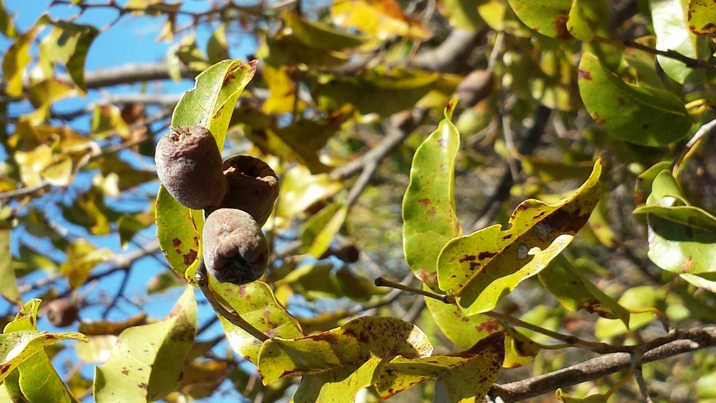 Leptolaena arenaria
