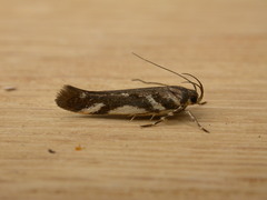 Macrobathra heminephela