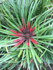 Fascicularia bicolor