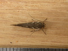 Macrobathra heminephela