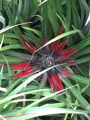Fascicularia bicolor