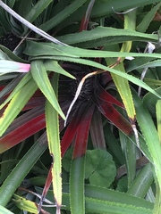 Fascicularia bicolor
