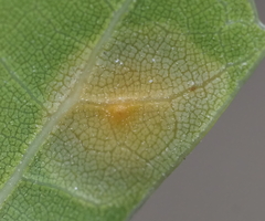 Polystepha pustuloides