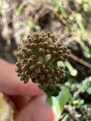 Ozothamnus obcordatus