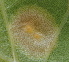 Polystepha pustuloides