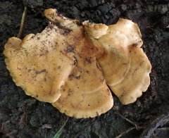 Fungi