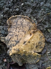 Fungi