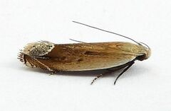 Anacampsis paltodoriella