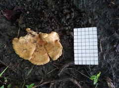 Fungi