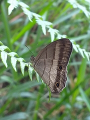 Euptychoides laccine