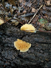 Crepidotus croceotinctus