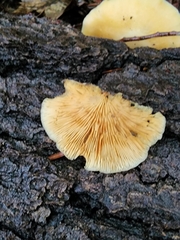 Crepidotus croceotinctus