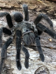 Grammostola quirogai