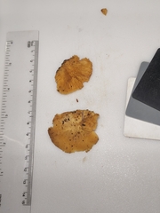 Crepidotus croceotinctus