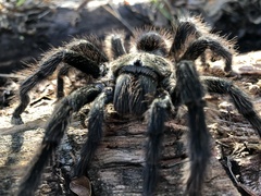 Grammostola quirogai