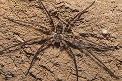 Heteropoda procera