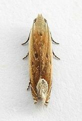 Anacampsis paltodoriella
