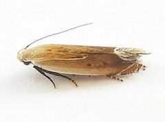 Anacampsis paltodoriella