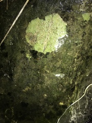 Caloplaca litoricola