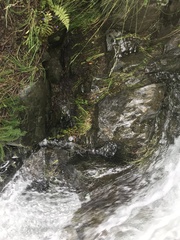 Caloplaca litoricola