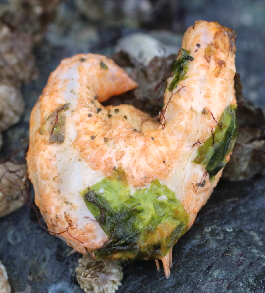 pseudo-white sea cucumber