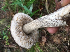 Leccinum alaskanum