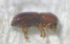 Xyleborus volvulus