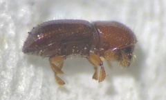Xyleborus volvulus