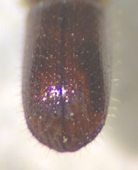 Xyleborus volvulus