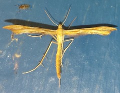 Gillmeria pallidactyla