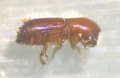 Xyleborus ferrugineus