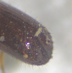 Xyleborus ferrugineus