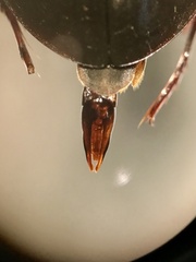 Hydrochara obtusata