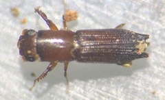 Euplatypus parallelus