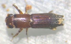 Euplatypus parallelus