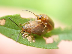 Galerucella calmariensis