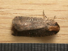 Proteuxoa nyctereutica