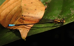 Acanthagrion apicale