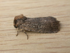 Proteuxoa nyctereutica