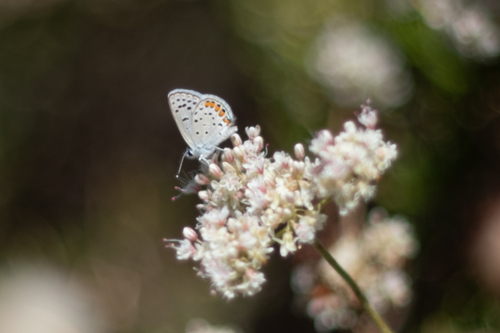Acmon Blue photo 4