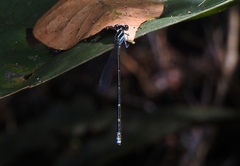 Acanthagrion rubrifrons