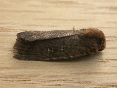 Proteuxoa nyctereutica