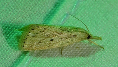 Diatraea lisetta