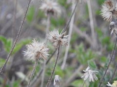 Tridax coronopifolia