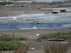 Recurvirostra americana