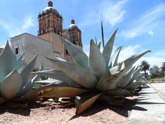 Agave guiengola