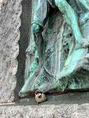 Passer domesticus